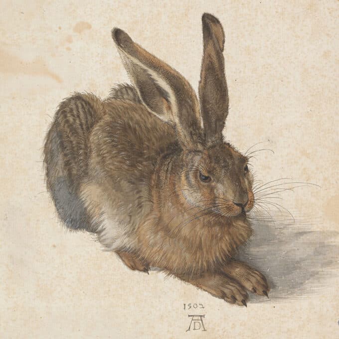 خرگوش-صحرایی---آلبرشت-دورر