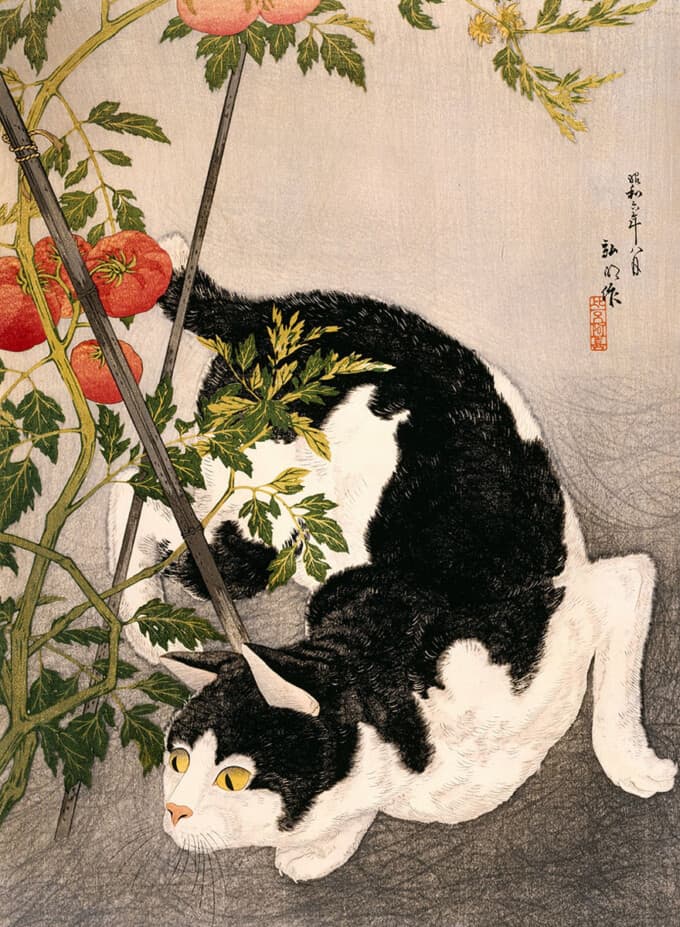 گربه-سیاه-و-گوجه-فرنگی---تاکاهاشی-شوته
