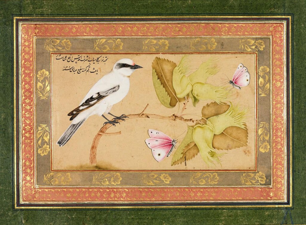 پرنده-سیاه-و-سفید-روی-درختچه---شفیع-عباسی