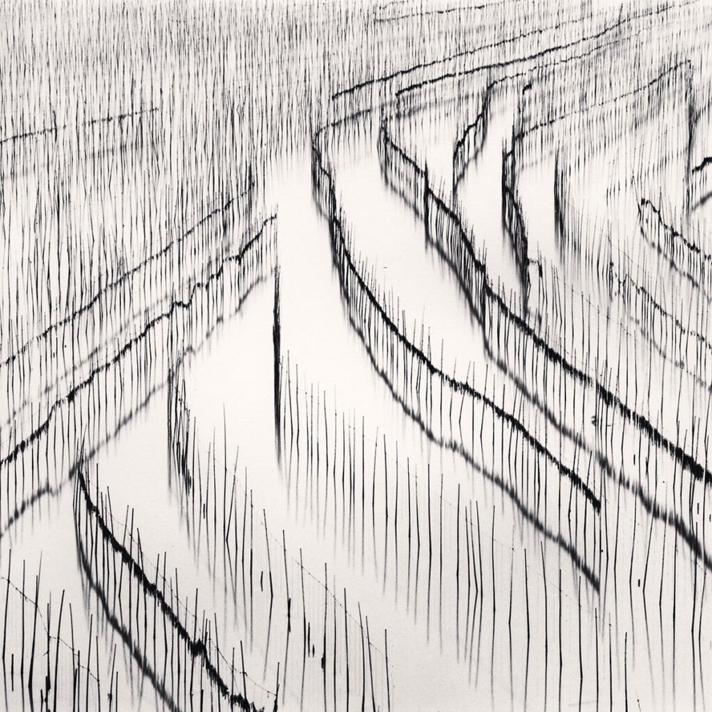 مزارع-جلبک-دریایی---مایکل-کنا